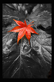Red leaf on Black and White leaf